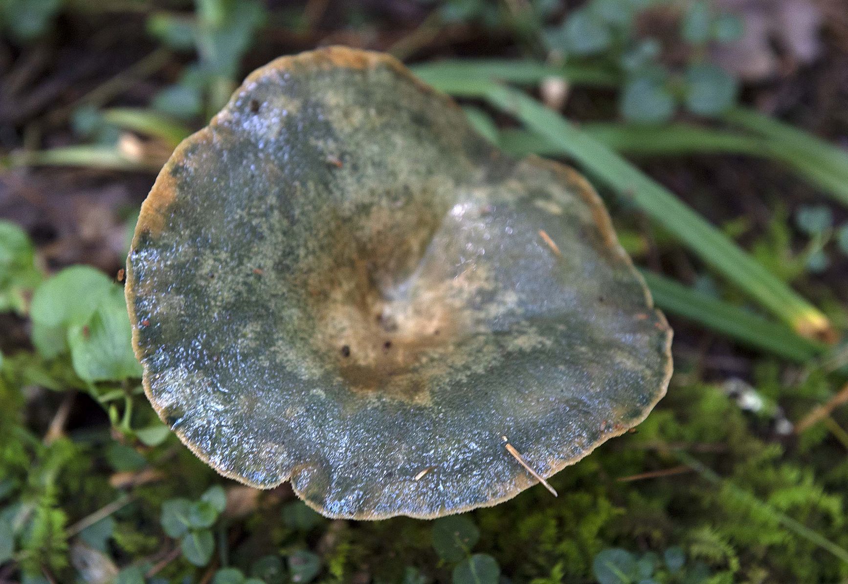 Pennsylvania Mushroom F.jpg